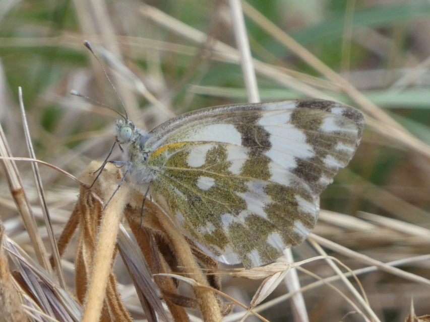 Pontia edusa - rezedalepke