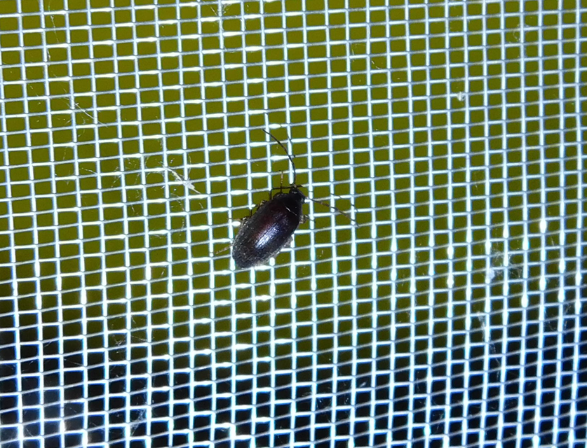 Hymenalia rufipes - rőtlábú alkonybogár