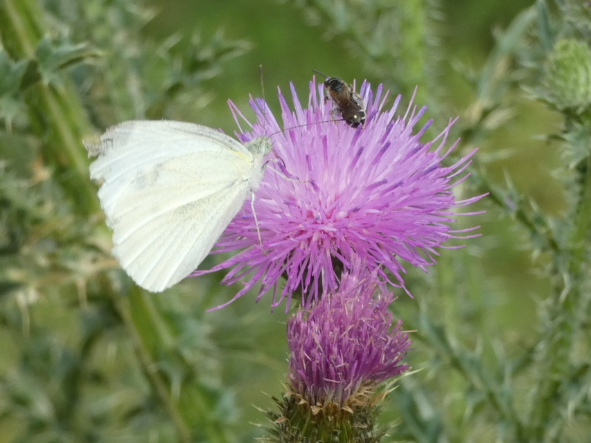 Pieris rapae - répalepke