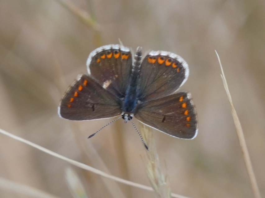 Aricia agestis - szerecsenboglárka