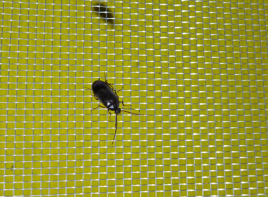 Hymenalia rufipes - rőtlábú alkonybogár