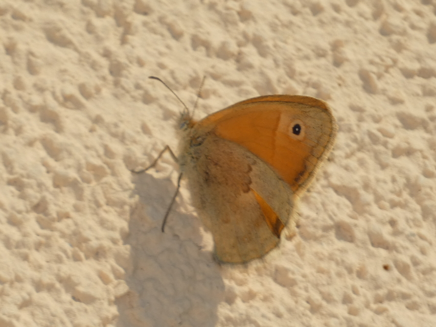 Coenonympha pamphilus - kis szénalepke