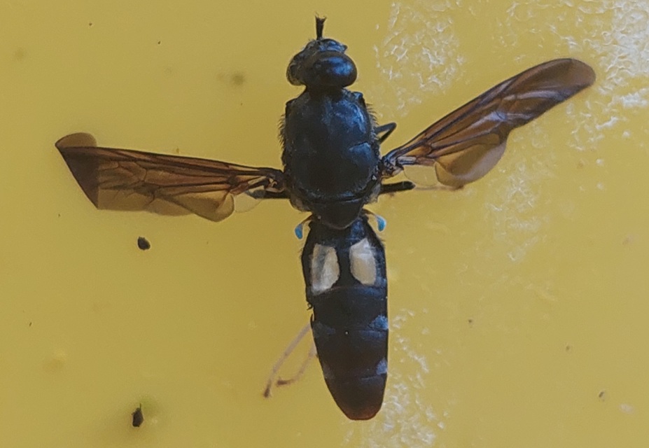 Hermetia illucens