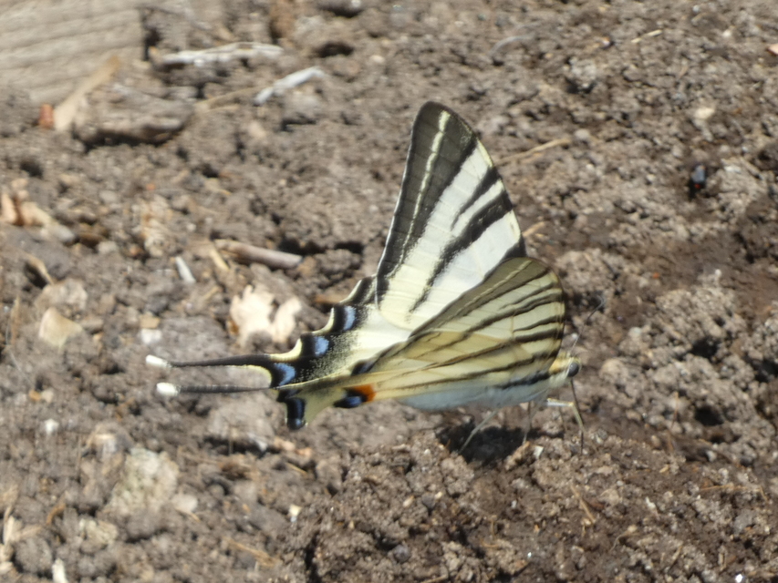 Iphiclides podalirius - kardoslepke