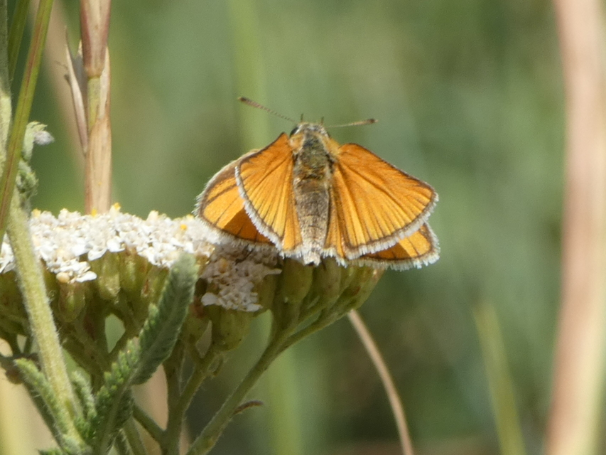 Thymelicus lineola - vonalas busalepke