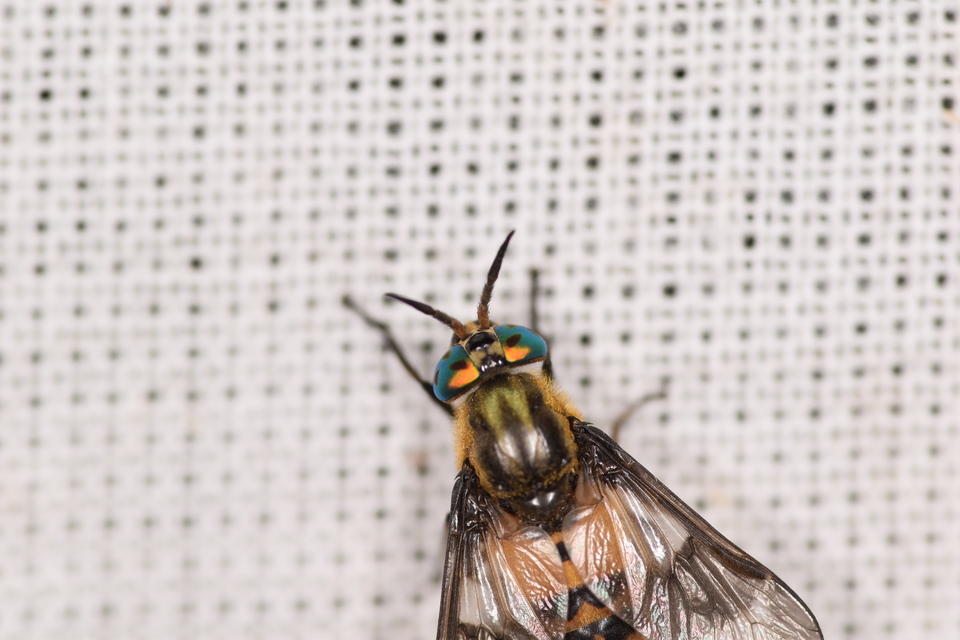 Chrysops viduatus - egyfoltos pőcsik