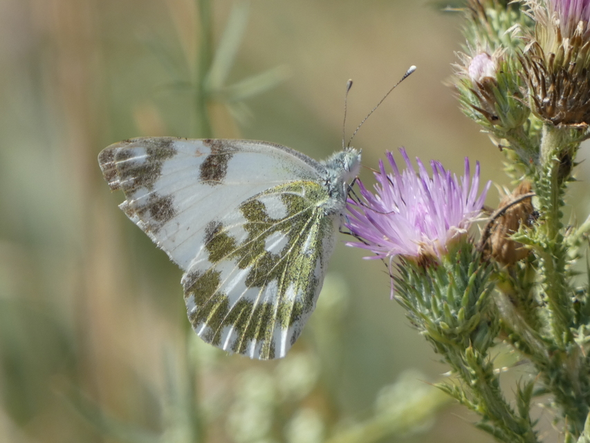 Pontia edusa - rezedalepke