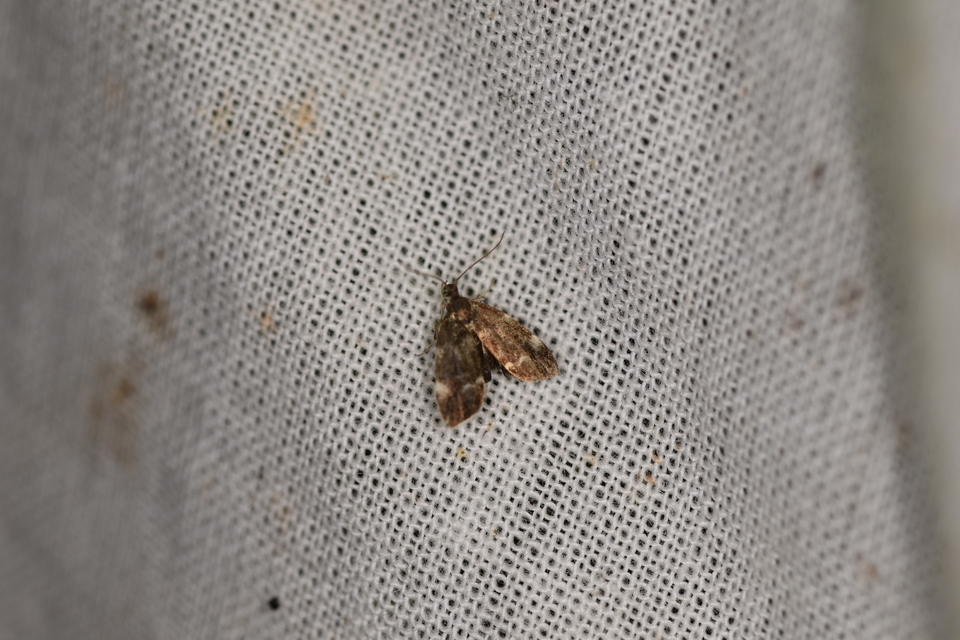 Anthophila fabriciana - lápréti levélmoly