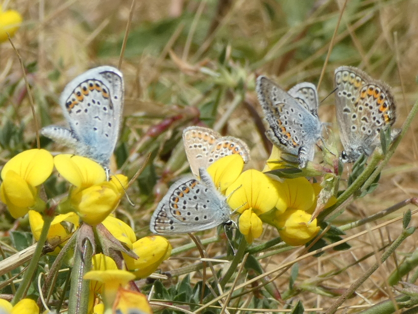 Plebejus argus - ezüstös boglárka