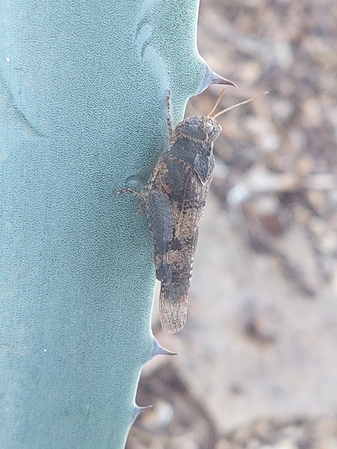 Oedipoda caerulescens - kékszárnyú sáska