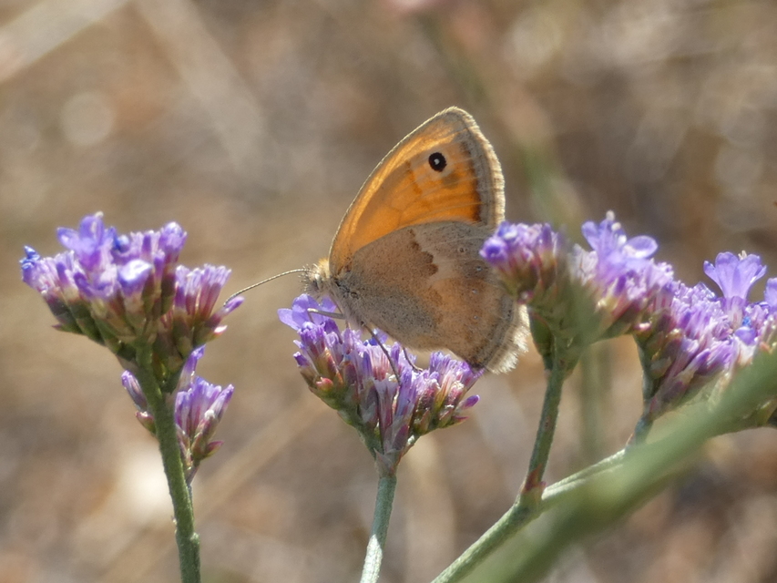 Coenonympha pamphilus - kis szénalepke