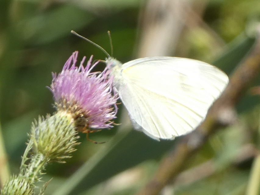 Pieris rapae - répalepke