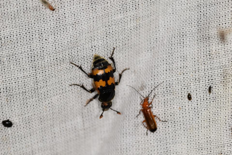 Nicrophorus vespillo - közönséges temetőbogár