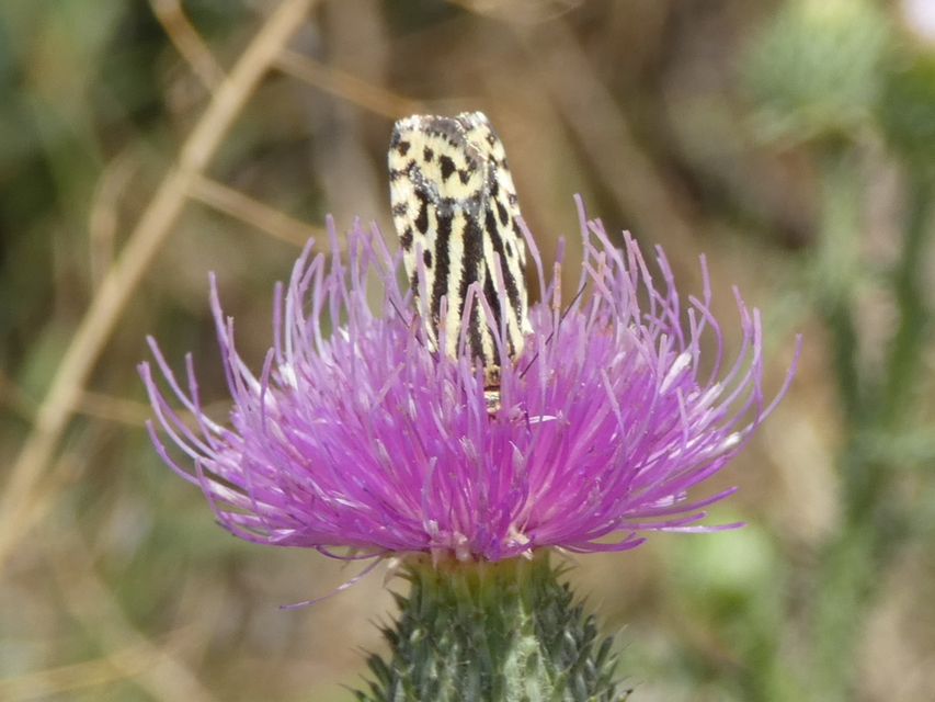 Emmelia trabealis - zebrabagoly