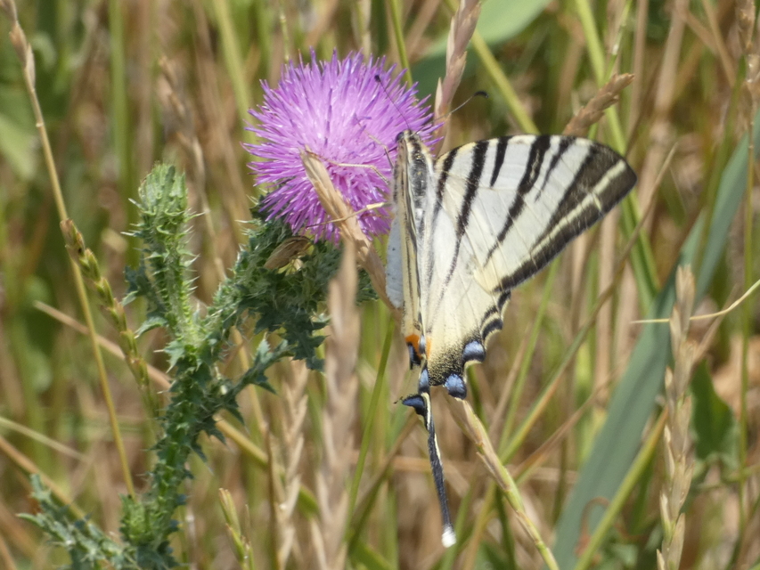 Iphiclides podalirius - kardoslepke