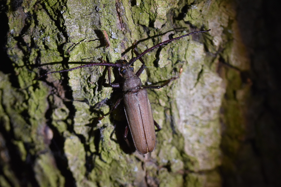 Aegosoma scabricorne - diófacincér