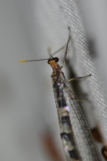 Megistopus flavicornis - kétfoltos hangyaleső