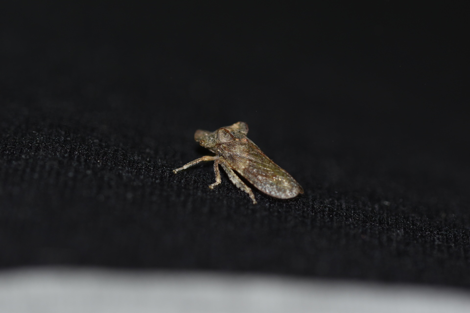 Ledra aurita - füleskabóca