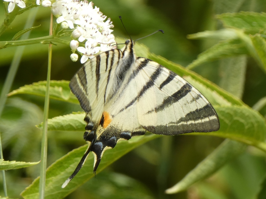 Iphiclides podalirius - kardoslepke