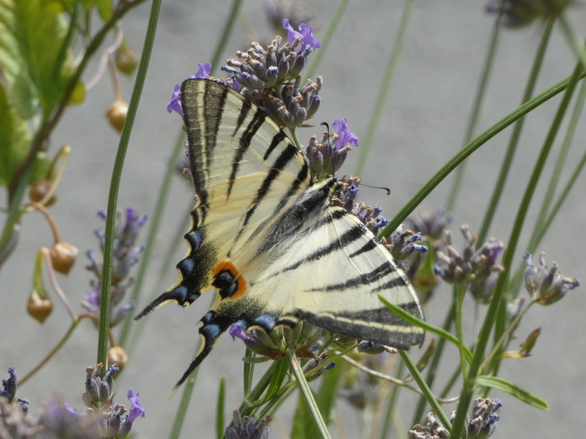 Iphiclides podalirius - kardoslepke