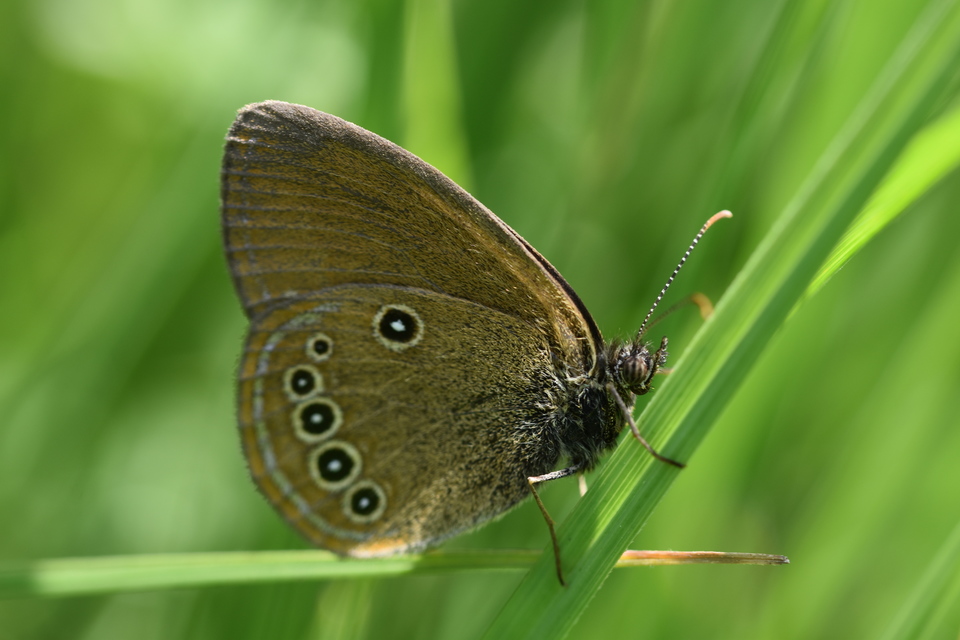 Coenonympha oedippus - ezüstsávos szénalepke