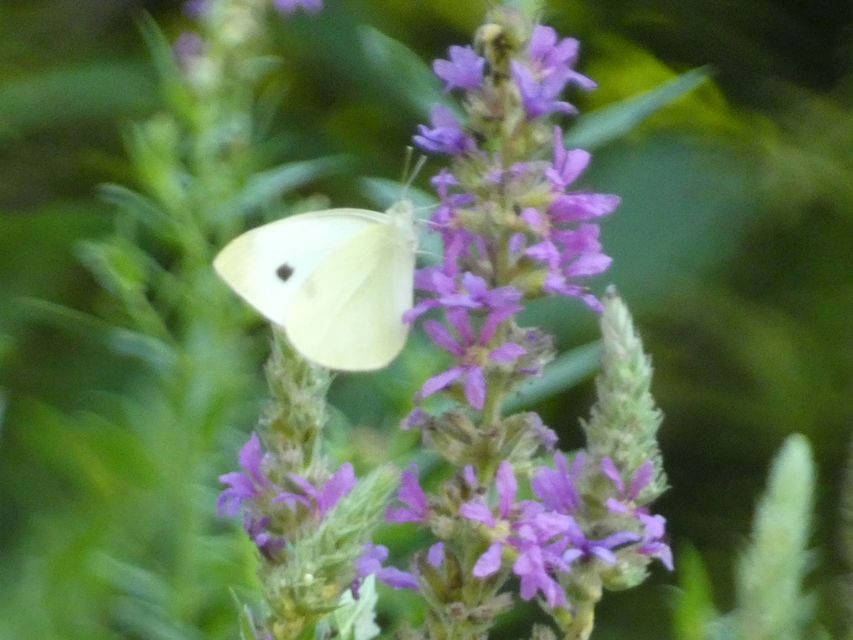 Pieris rapae - répalepke