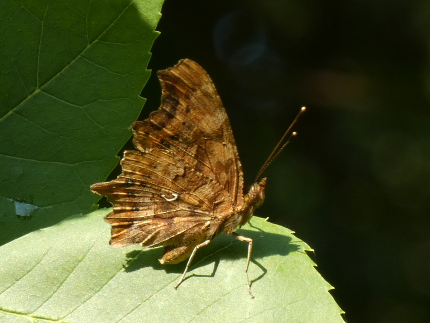 Nymphalis c-album - C-betűs lepke