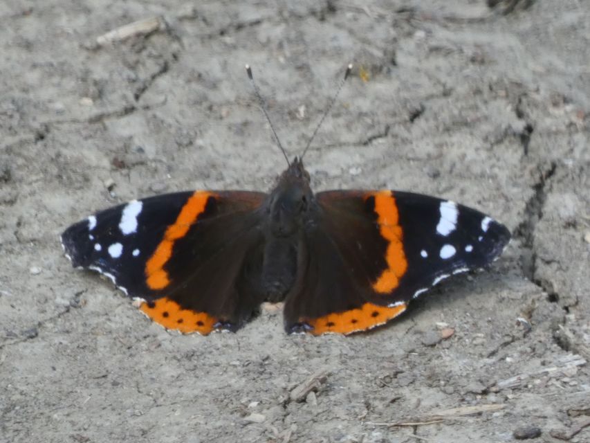 Vanessa atalanta - atalantalepke