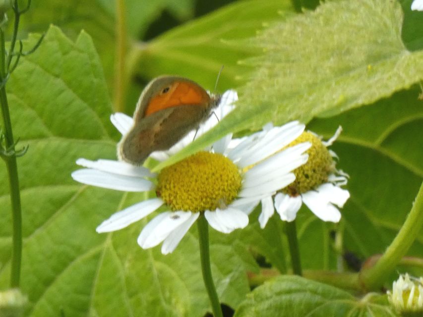 Coenonympha pamphilus - kis szénalepke