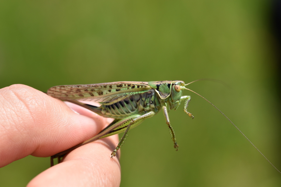 Gampsocleis glabra - tőrös szöcske