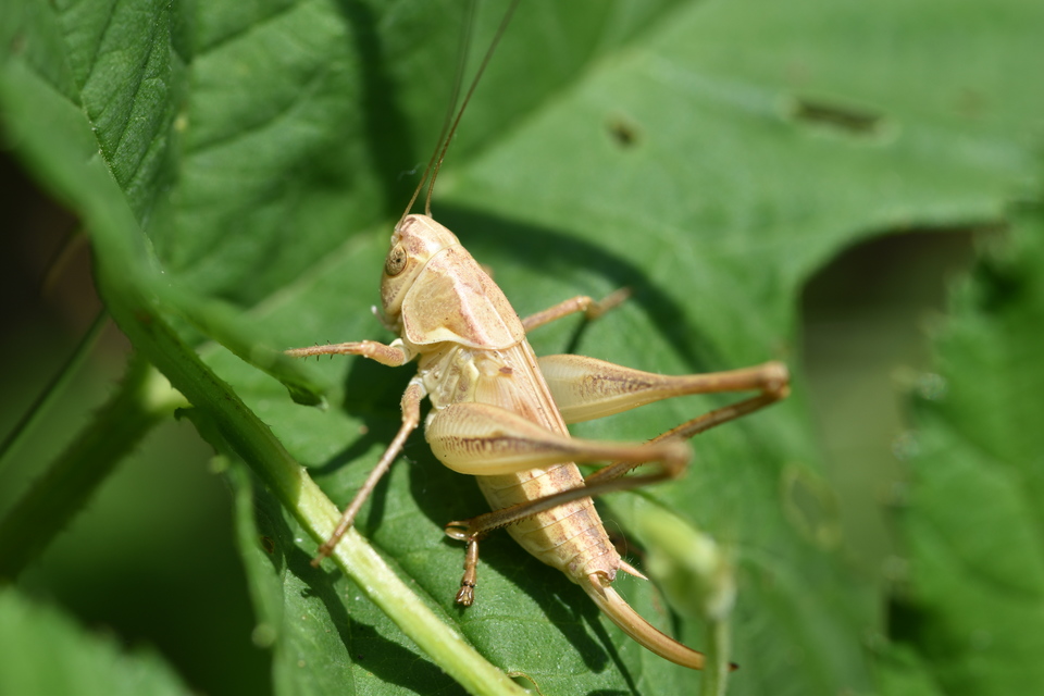 Platycleis affinis - púposhasú rétiszöcske