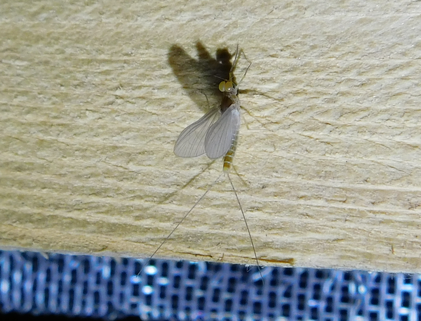 Baetidae