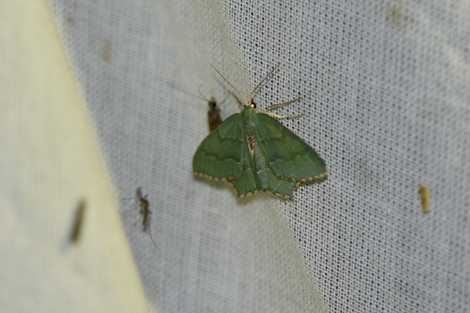 Hemithea aestivaria - nyír-zöldaraszoló