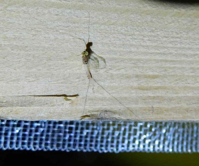 Cloeon dipterum - elevenszülő kérész