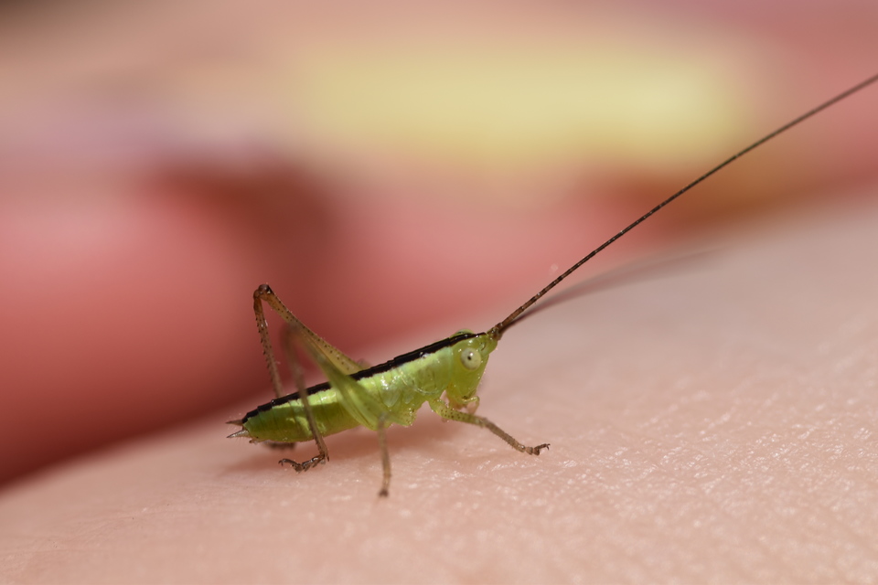 Conocephalus fuscus - kis kúpfejűszöcske