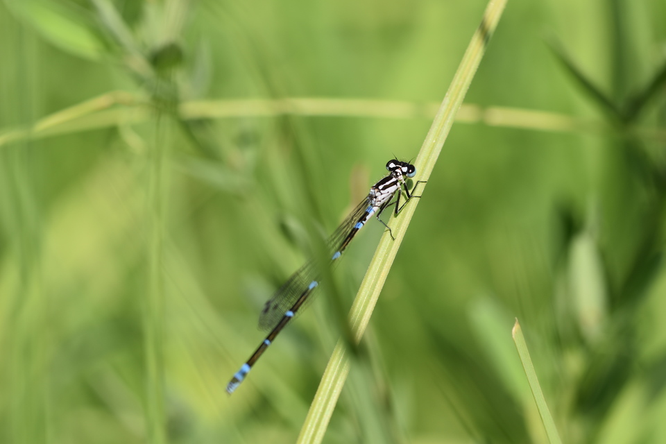 Coenagrion pulchellum - karcsú légivadász