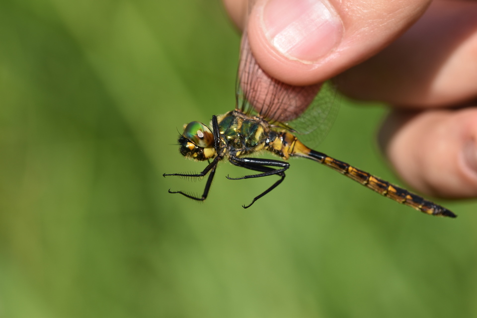 Somatochlora flavomaculata - sárgafoltos smaragdszitakötő