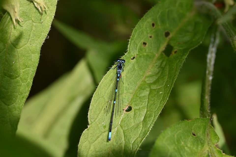 Coenagrion pulchellum - karcsú légivadász