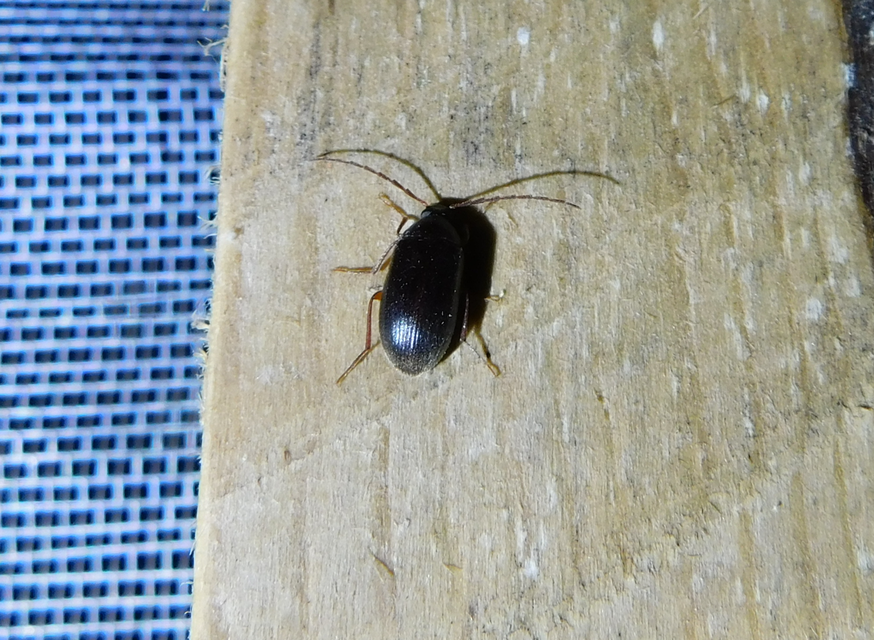 Hymenalia rufipes - rőtlábú alkonybogár