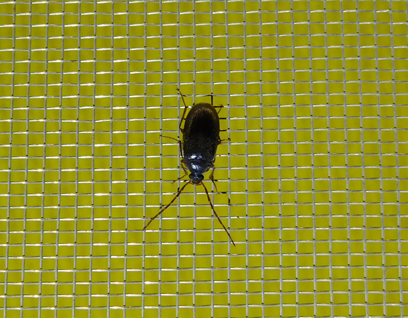Hymenalia rufipes - rőtlábú alkonybogár