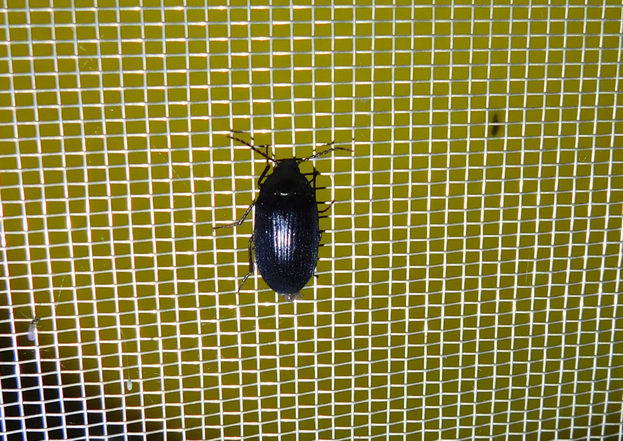 Prionychus melanarius - komor alkonybogár