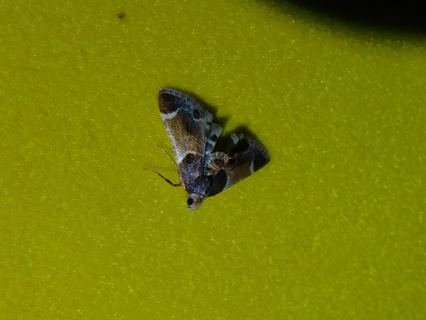Pyralis farinalis - lisztilonca