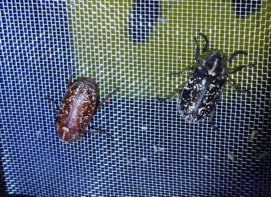 Polyphylla fullo - csapó cserebogár