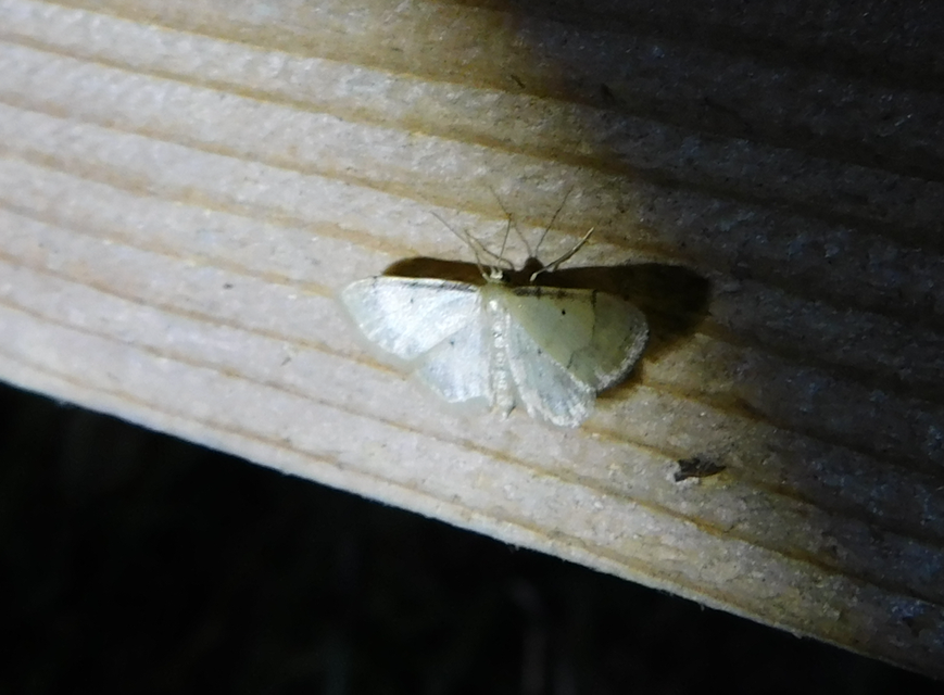 Idaea politaria - vonalas apróaraszoló
