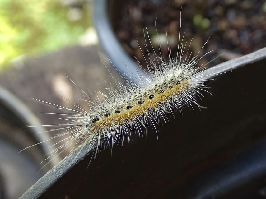 Hyphantria cunea - amerikai fehér medvelepke
