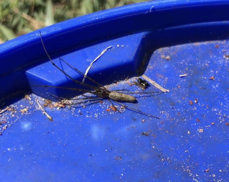 Tetragnatha