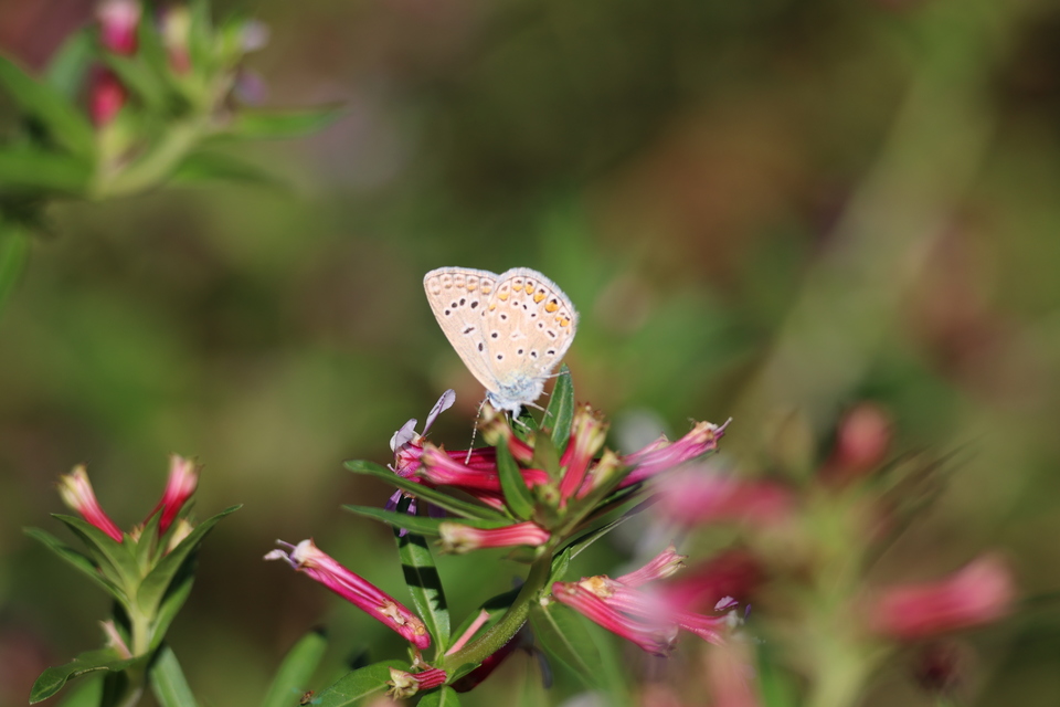 Polyommatus icarus - közönséges boglárka