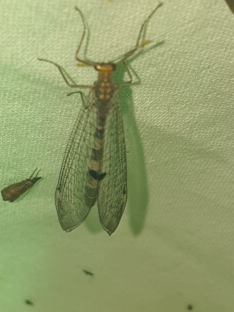 Megistopus flavicornis - kétfoltos hangyaleső