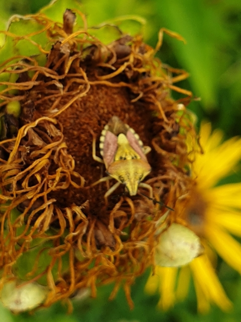 Carpocoris