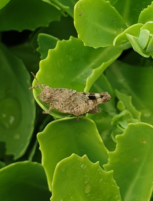 Oedipoda caerulescens - kékszárnyú sáska